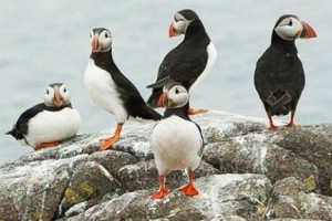 ribride to Puffin island