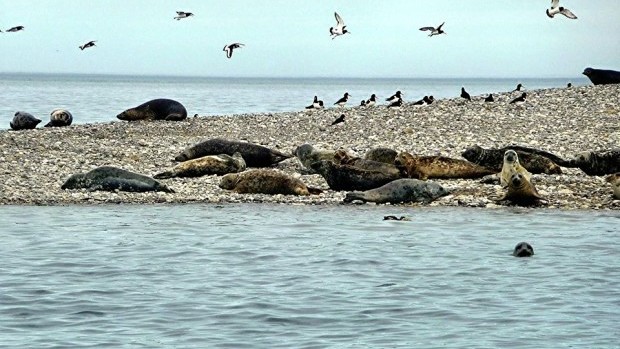 ribride Puffin Island