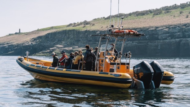 RIB ride to Puffin Island