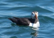 ribride to Puffin Island